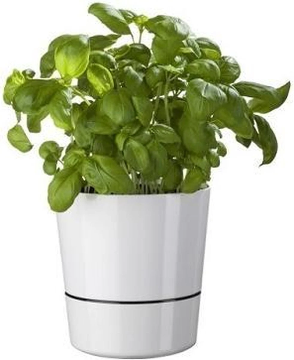 Mepal – Kruidenpot Large - Wit – Automatische Bewatering – Altijd Verse Kruiden In De Keuken – Ook Geschikt Voor Planten - Afbeelding 6
